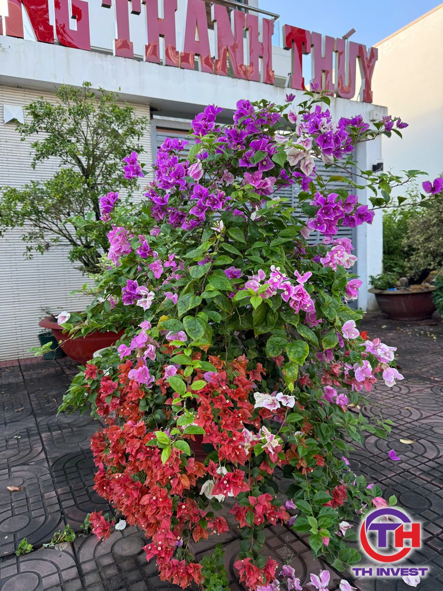 Thế chấp nhà đất vay vốn kinh doanh, Trang Thanh Thúy